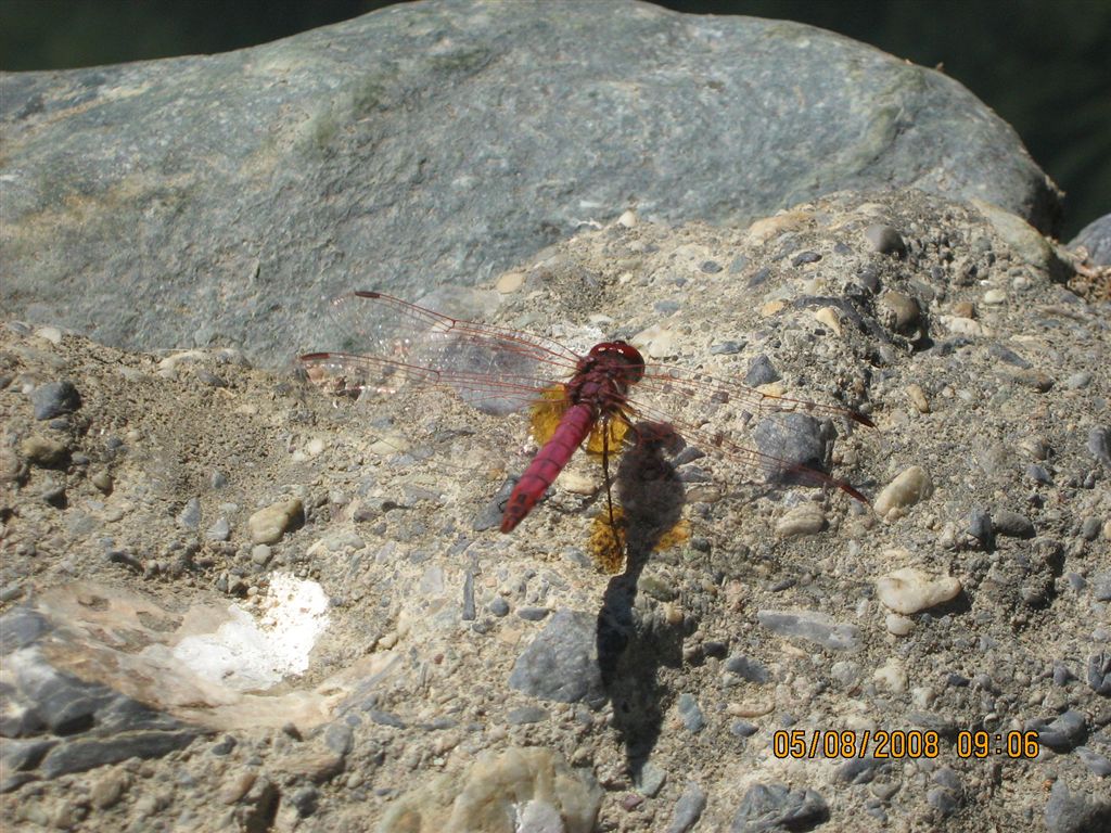 Libellula rossa a Creta